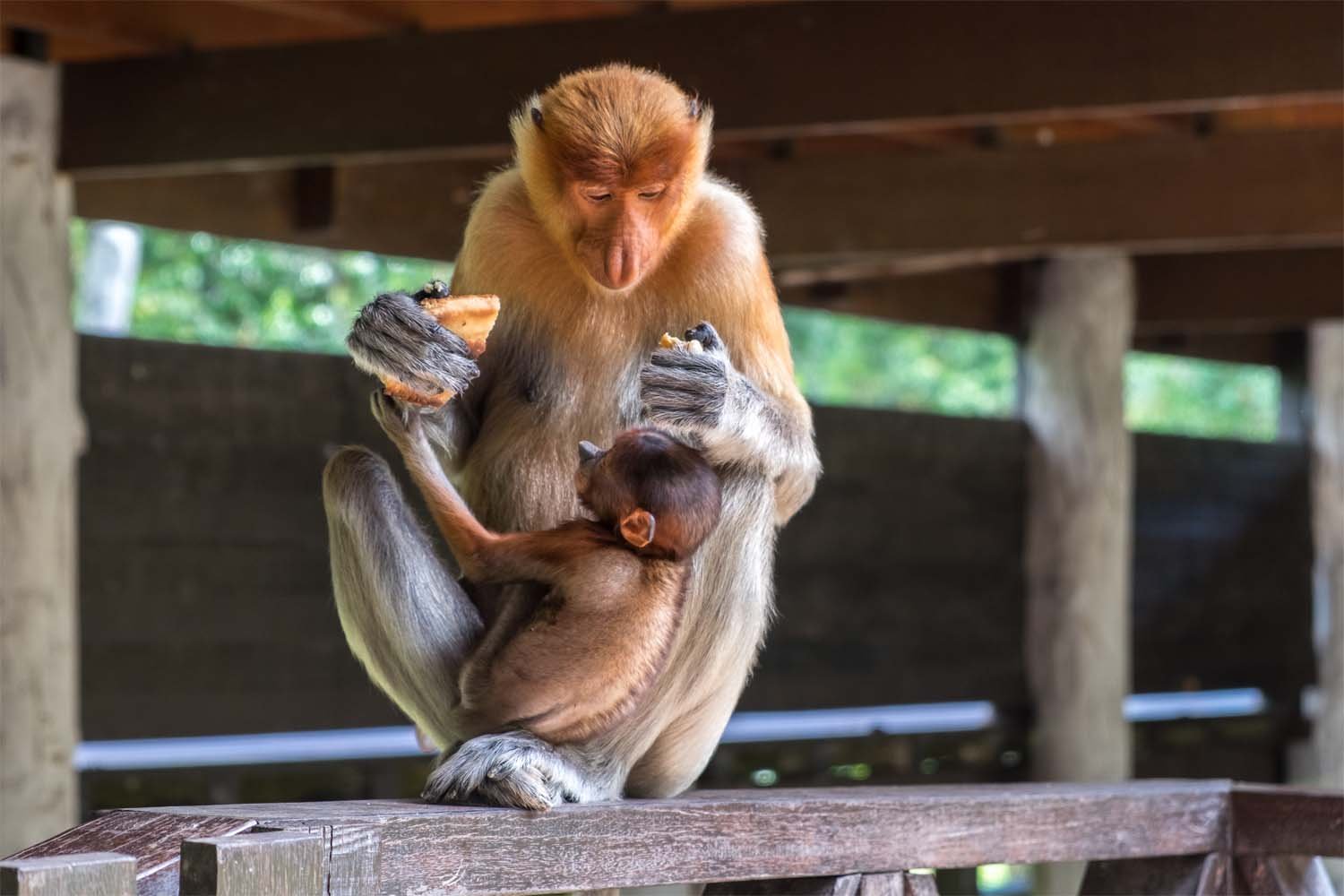 🐒 하가치자키 몽키 베이 이미지 6